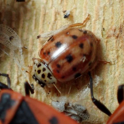Réf. 222 969 : Harmonia quadripunctata